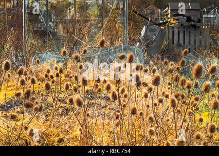 Teasels im Herbst Sonnenuntergang, Eglinton Züchter, Kilwinning, Ayrshire, Schottland Stockfoto