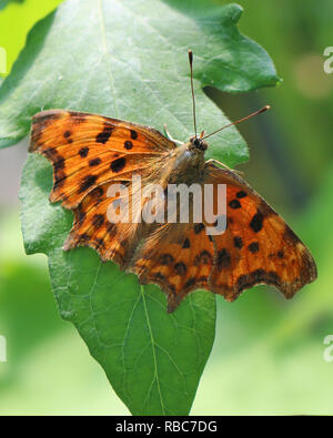 Ein Komma Schmetterling, Polygonia c-Album, auf einem Blatt Stockfoto