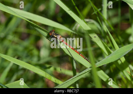 Large Red Damselfly ruht auf Gras in der Sonne. Stockfoto