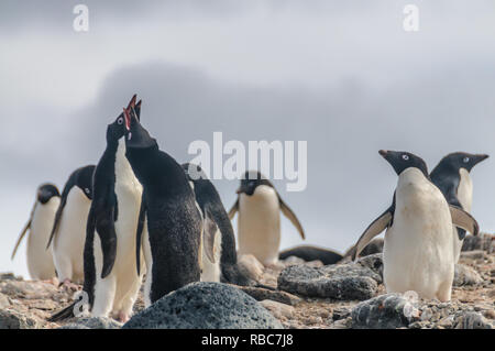 Nahaufnahme von einer kleinen Gruppe von Adelie Pinguine - Pygoscelis adeliae - Auf Paulet Island, in der Nähe der Antarktischen Halbinsel. Stockfoto
