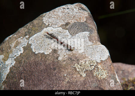 Large Red Damselfly ruht auf einem Felsen. Stockfoto