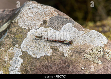 Große Rote Damselfly in der Sonne auf einem Felsen. Stockfoto