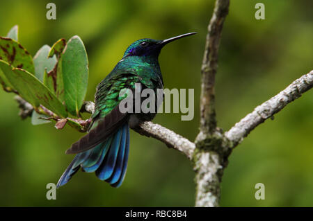 Sekt violetear Kolibri - Colibri coruscans Stockfoto