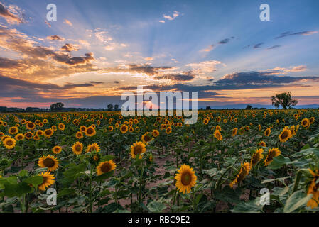 Sonnenblumen in Bulgarien Stockfoto