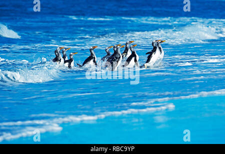 Gentoo Penguins aus dem Ozean, Sea Lion Island, Falkland Inseln, Stockfoto