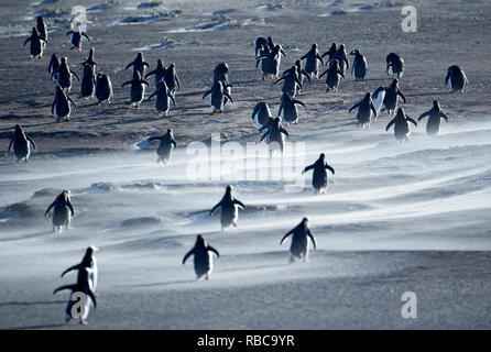 Gentoo Penguins gehen durch einen Sandsturm, Sea Lion Island, Falkland Inseln, Stockfoto