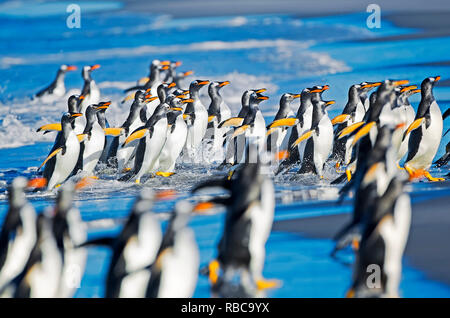 Gentoo Penguins aus dem Ozean, Sea Lion Island, Falkland Inseln, Stockfoto