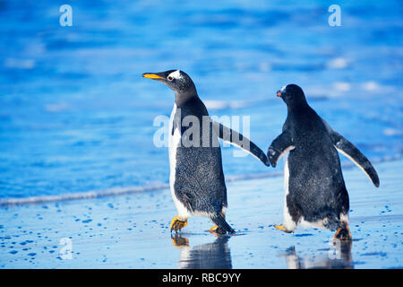 Gentoo Penguins zusammen wandern, Sea Lion Island, Falkland Inseln Stockfoto