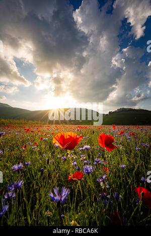 Blüte bei Sonnenuntergang in Castelluccio Di Norcia, Umbrien, Italien Stockfoto