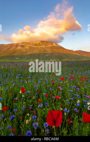 Blüte bei Sonnenuntergang in Castelluccio Di Norcia, Umbrien, Italien Stockfoto