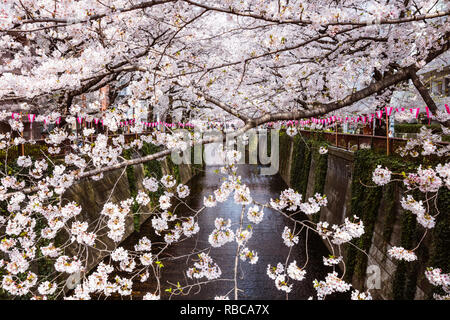 Cherry Blossom Saison, Naka Meguro, Tokio, Japan Stockfoto