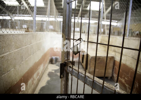 Hund in geschlossenen Kennel, ausgesetzten Tiere, Missbrauch Stockfoto