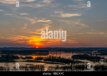 Wunderschönen, goldenen, voller Licht, Frühjahr Sonnenuntergang über die backwaters von narwia. Polen, Biebrza Nationalpark. Stockfoto