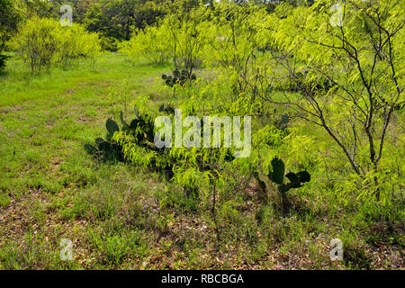 Mesquite Bäume mit Laub, Tempo Biegen niedrigere Kolorado Erholung Behörde, Spicewood, Travis County, Texas, USA Stockfoto