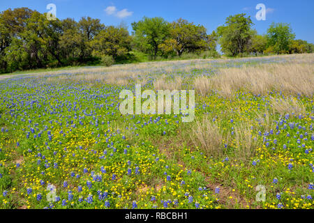 Bluebonnets in einem Feld mit toten Gras, Türkei Bend niedrigere Kolorado Erholung Behörde, Marble Falls, Texas, USA Stockfoto