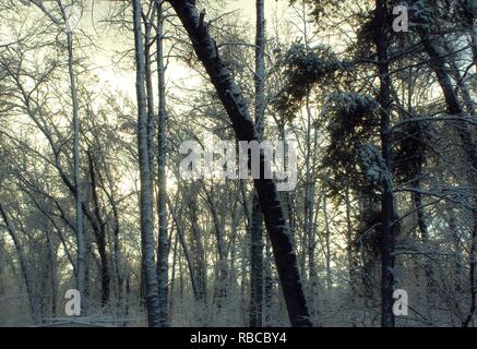 Sonne durch den verschneiten Wald Stockfoto