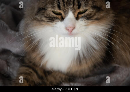 Portrait von Flauschigen süßen schweren tabby Katze mit weißen Dickey Schielen auf das Silber Grau flauschigen Fellimitat decke Hintergrund Stockfoto