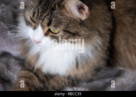 Portrait von Flauschigen süßen schweren tabby Katze mit großen gelben Augen und weißen Dickey auf dem silber grau flauschigen Fellimitat decke Hintergrund Stockfoto
