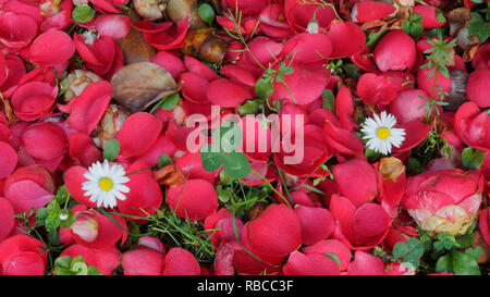 Zwei Gänseblümchen wachsen auf Teppich aus roten Blütenblätter Stockfoto
