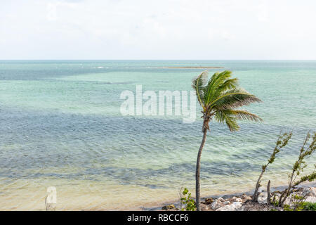 Eine grüne Palme wiegenden Blätter im Wind in Bahia Honda State Park, Florida Keys, mit türkisfarbenem Wasser auf das Meer und auf den Golf von Mexiko. Stockfoto