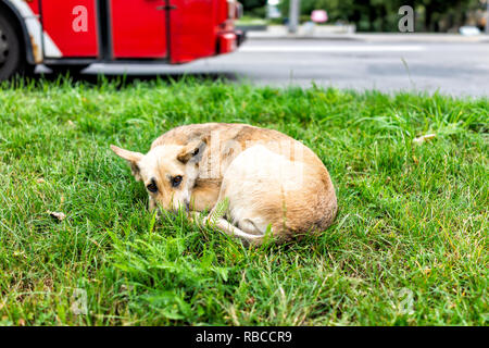 Obdachlose, traurig, verlassenen Inukai mutt liegend auf bürgersteig Gras schlafen Betteln in Rivne, Ukraine Straße Stockfoto