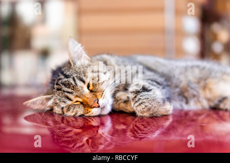 Cute tabby cat face Makro Nahaufnahme schlafen, die auf der Oberseite von roten Auto auf der Straße oder in Lemberg Lemberg, Ukraine Altstadt Stadt und niemand Stockfoto