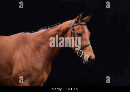 Braunes Pferd, gegen einen schwarzen Hintergrund auf der rechten Seite des Rahmens mit schönen braunen Fell und Leder Stallhalfter suchen Stockfoto