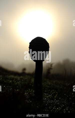 Sonnenschirm Pilzen (FUNGHI) Macrolepiota procera Stockfoto