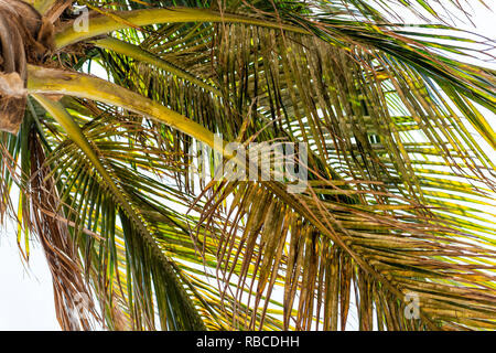 Low Angle closeup von bunten grün gelb hell Palmenblättern gegen weißen Himmel in Miami, Florida während der sonnigen Tag isoliert suchen Stockfoto