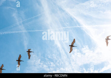 Blue Sky skyscape während des Tages im Marineland, Florida Suchen nach niedrigen Winkel mit vielen Herde von Vogel Pelikane fliegen Stockfoto