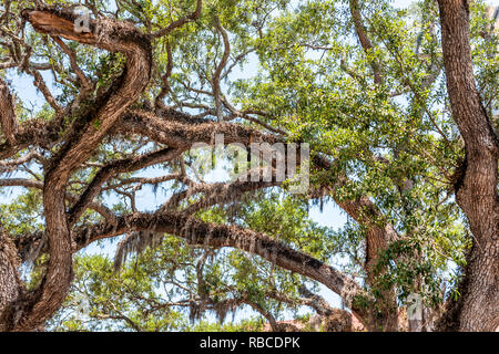 Closeup niedrigen Winkel, Ansicht von hohen südlichen live oak tree Perspektive mit hängenden Spanisches Moos in St Augustine Florida bilden Bögen Stockfoto