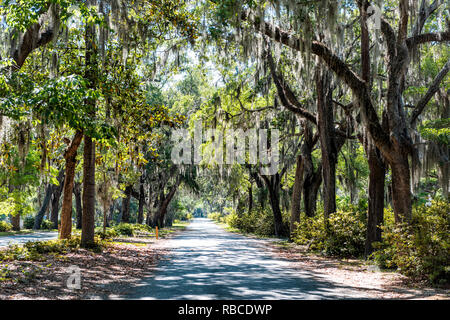 Straße Straße Landschaft mit Eichen und Trail Pfad in Savannah, Georgia, berühmten bonaventure Cemetery, spanisches Moos Stockfoto