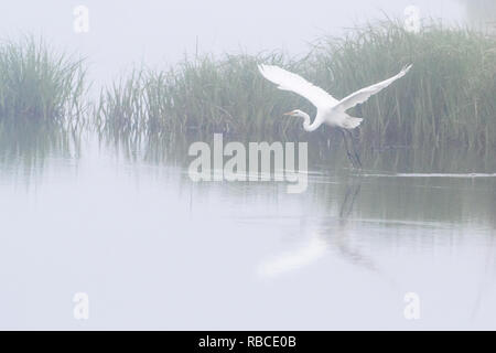 Silberreiher Flug am frühen Morgen mit steigenden Nebel Stockfoto