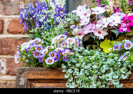 Nahaufnahme des Fensters violett blau und rosa Blume Warenkorb box Dekorationen auf sonnigen Sommertag mit Ziegel Architektur in Charleston, South Carolina Stockfoto