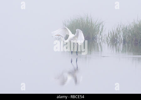 Silberreiher am frühen Morgen mit steigenden Nebel Stockfoto