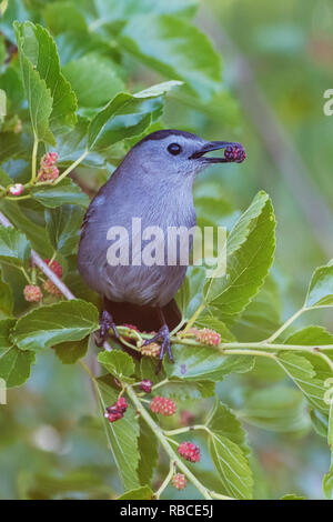 Grau catbird mit ripe Mulberry im Juni Stockfoto