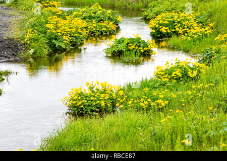 Der Wasserfall Seljalandsfoss Trail Wanderung in Island mit gelben Buttercup wilde Blumen am Fluss kleiner Bach Bach im Sommer und Grüne wiese gras Stockfoto