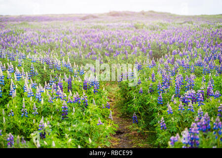 Trail Pfad wandern mit bunten Blauen und Violetten nass Lupin Lupin Blumen in Island und Sonnenlicht Stockfoto