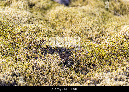 Lavafeld in Island Makro Nahaufnahme von Gelb Grün hell Moos bedeckt Felsen oder Steine in den südlichen Ring Road, Muster und Strukturen Stockfoto