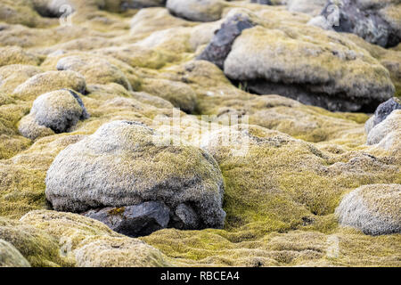 Lavafeld in Island Nahaufnahme von Gelb Grün hell Moos bedeckt Felsen oder Steine in den südlichen Ring Road, Muster und Strukturen Stockfoto