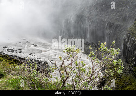 Isländische Wasserfall Dettifoss in Island grau lange Belichtung glatte Wasser in Bewegung und felsige Klippe spritzen und Nahaufnahme der Blüte grüne Pflanze mit Stockfoto