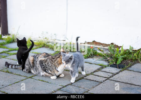 Calico Mutter streunende Katze auf dem Bauernhof und kleinen grauen und schwarzen Kätzchen bonding Reiben im Freien in der Nähe der Farm house building auf der Straße Stockfoto