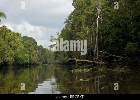 Sungai Menungal Nebenfluss des Kinabatangan River (Sungai Kinabatangan) in der Nähe von Sukau, Sabah (Borneo), Malaysia Stockfoto