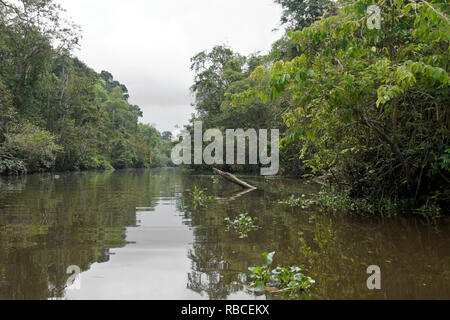 Sungai Menungal Nebenfluss des Kinabatangan River (Sungai Kinabatangan) in der Nähe von Sukau, Sabah (Borneo), Malaysia Stockfoto