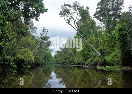 Sungai Menungal Nebenfluss des Kinabatangan River (Sungai Kinabatangan) in der Nähe von Sukau, Sabah (Borneo), Malaysia Stockfoto