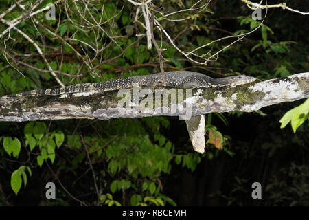 Gemeinsame wasser Waran auf Ast neben Sungai Kinabatangan (kinabatangan River), Sukau, Sabah (Borneo), Malaysia liegen Stockfoto