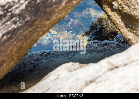 Meer Krabben sitzen auf felsige Steine durch die Ägäis Gewässer mit lebendigen Unterwasserwelt, Algen, Korallen, Mineralien und lebenden Organismus umgeben Stockfoto