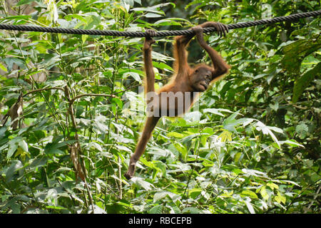 Junge bornesischen Orang-utan hängen von Kabel im Wald bei Sepilok Orang Utan Rehabilitation Center, Sandakan, Sabah (Borneo), Malaysia Stockfoto