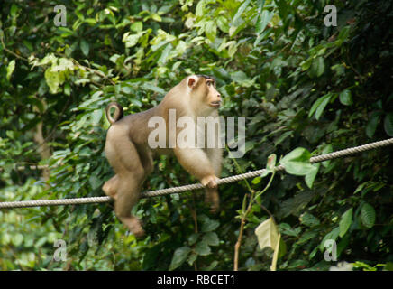 Männliche Schweine-tailed macaque (pig tail Makaken, südlichen Schwein-tailed Macaque) Wandern am Kabel im Wald bei Sepilok Orang Utan Rehabilitation Center, Sandak Stockfoto