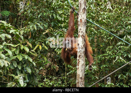 Bornesischen Orang-utan Essen beim Hängen vom Seil im Wald bei Semenggoh Wildlife Center, Kuching, Sarawak (Borneo), Malaysia Stockfoto